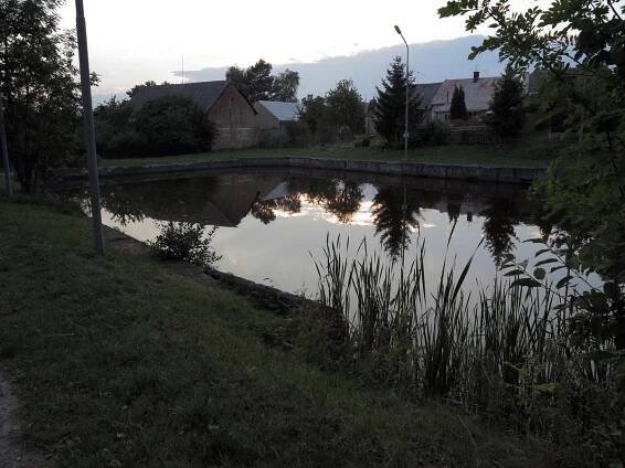Revitalizace rybníčků v obcích Pohořany a Véska a vysazení karasů obecných | Karas obecný