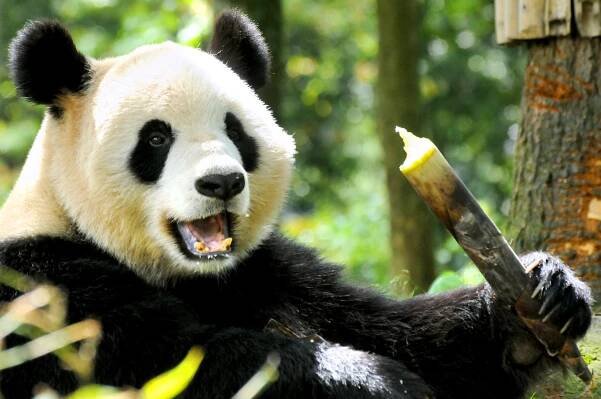 Giant pandas spend up to 16 hours a day eating predominantly bamboo