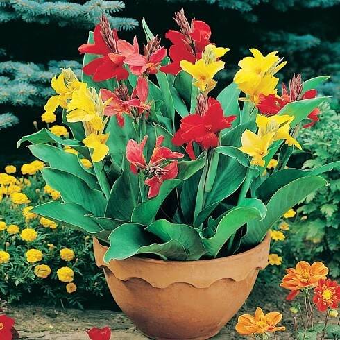 Kanna Paciorečník (Canna Indica) MIX barev 8 semen na zahradu a na terasu EAN (GTIN) 5905316563223