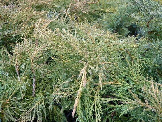 Jalovec prostřední 'Pfitzeriana Aurea'