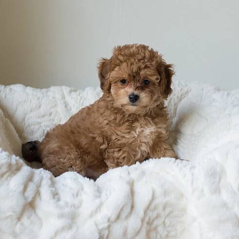 Mochi, Rosie - Cavapoochon Puppy.jpg