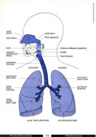 Dýchací soustava – Wikisofia