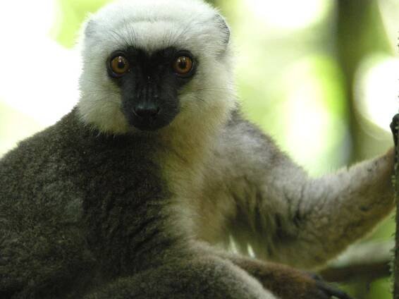 Soubor:White-headed Lemur, Masoala National Park, Madagascar.jpg – Wikipedie