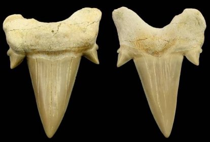 zraloci-zub-otodus-obliquus-43x33mm (3)