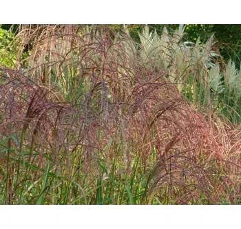 Ozdobnice čínská 'Rosi' - Miscanthus sinensis 'Rosi' Balení: kontejner C2