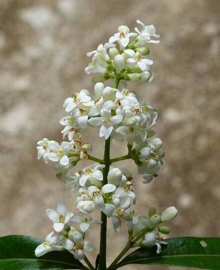 Ligustrum vulgare L. - Portale della Flora d'Italia / Portal to the Flora of Italy
