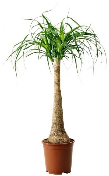 BEAUCARNEA RECURVATA rostlina, Sloní noha, 24 cm - IKEA