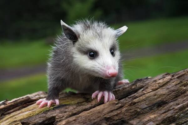 Virginia Opossum Joey (Didelphis virginiana) Turns Slightly Right Atop Log Summer - captive animal