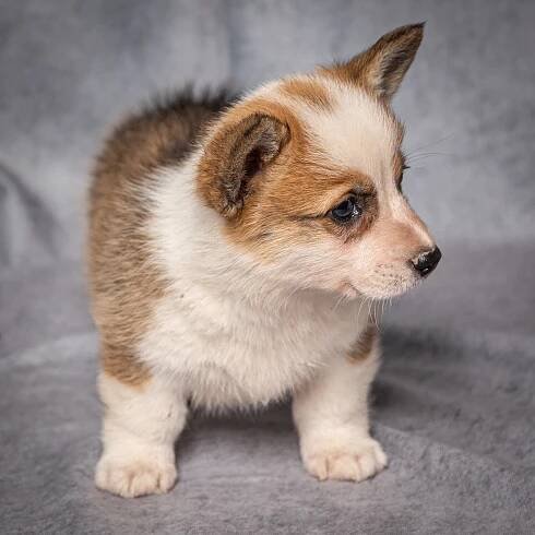 Sable Corgi Puppy