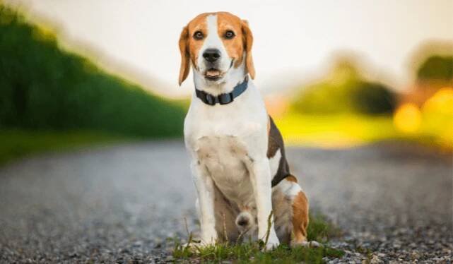 Beagle Harrier