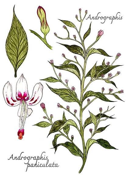 Andrographis (Andrographis paniculata)