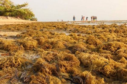 Vědci pozorují v Atlantiku obří pás mořských řas, může zahltit pláže na Floridě
