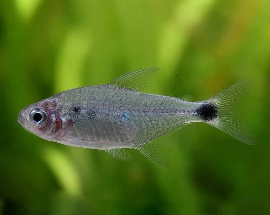 Procyon Salmler - Hyphessobrycon procyon