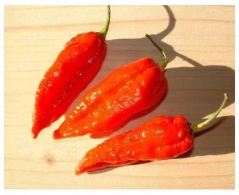 Chilli Dorset Naga – Capsicum chinense – prodej semen chilli