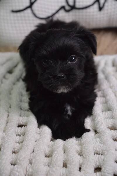 Eliot -Male Morkie