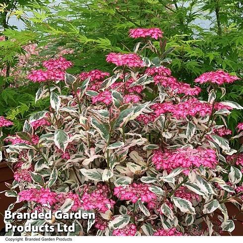 Hydrangea serrata 'Euphoria Pink' | Thompson & Morgan