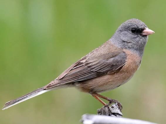 Adult male (Pink-sided) - ML297900691