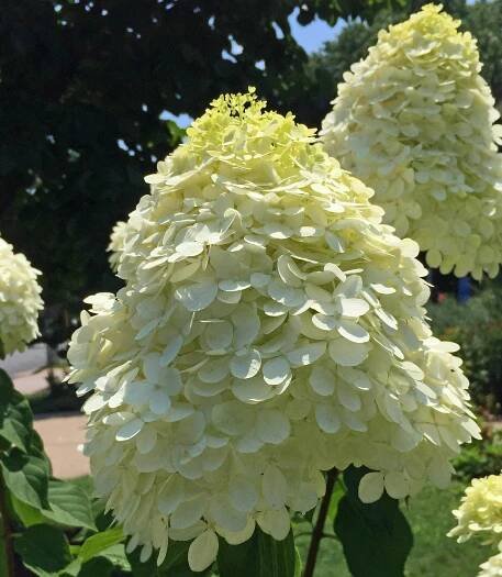 Conical panicles of Hydrangea paniculata