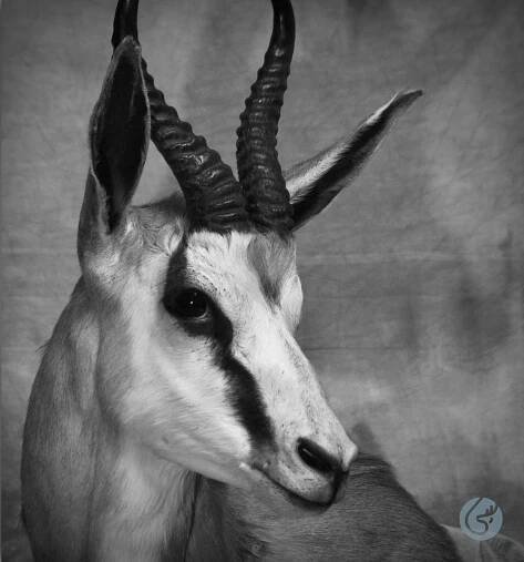 Antilopa skákavá (Springbok)