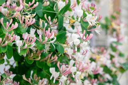 5 nejvoňavějších popínavých rostlin našich babiček: Provoní vám celou zahradu