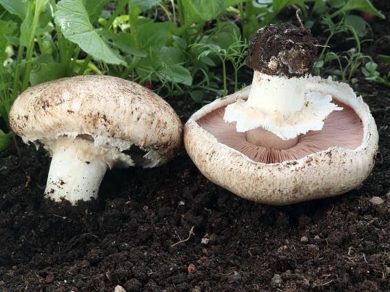 Agaricaceae - pečárkovité - myko.cz