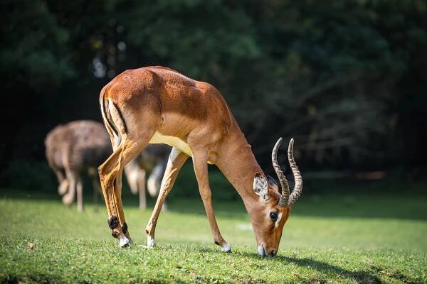 Impala : Safari Park Dvůr Králové