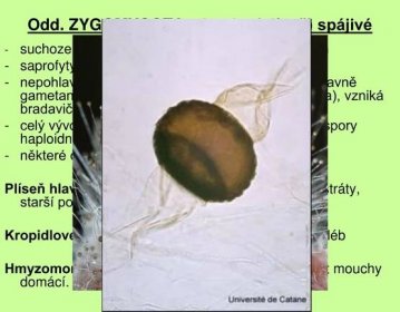 - suchozemské houby s bohatě větveným myceliem. - saprofyty nebo parazity (hmyzu) nepohlavní rozmnožování sporangiosporami, pohlavně gametangiogamií (splývají nerozlišená gametangia), vzniká bradavičnatá zygospora (2n). celý vývoj životní cyklus s výjimkou zygoty a zygospory haploidní. některé druhy mykorhizní. Plíseň hlavičková (Mucor mucedo): hnijící org. substráty, starší potraviny, půda (rozklad opadanky). Kropidlovec černavý (Rhizopus nigricans): starý chléb. Hmyzomorka muší (Entomophtora muscae): parazit mouchy domácí. chrisb.blog.onet.pl.