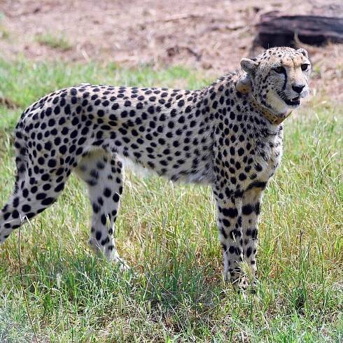 Third cheetah dies in India’s reintroduction project due to mating injuries: ‘Impossible to interfere’