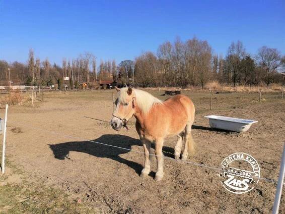 Foto Dětský ranč Hlučín