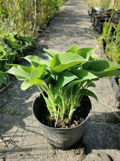 Bohyška - Hosta zeleno-stříbrná