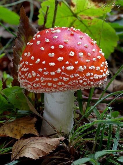 muchomůrka červená | Naturfoto.cz