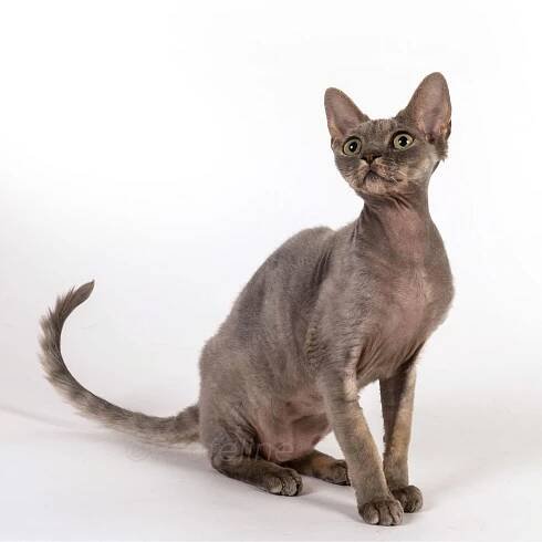 Cat Models 