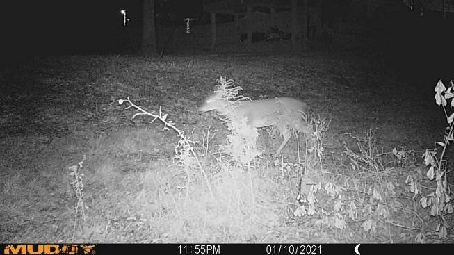 » Deer