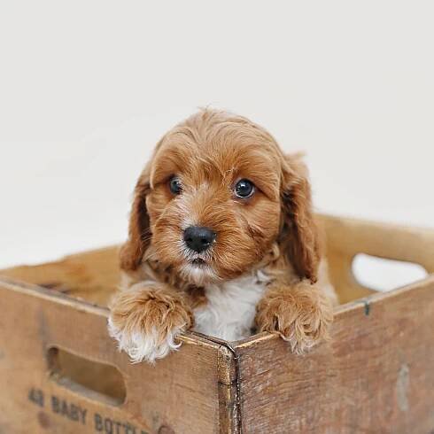 Finding A Puppy | Qualified Breeders Cockapoo & Cavapoochon
