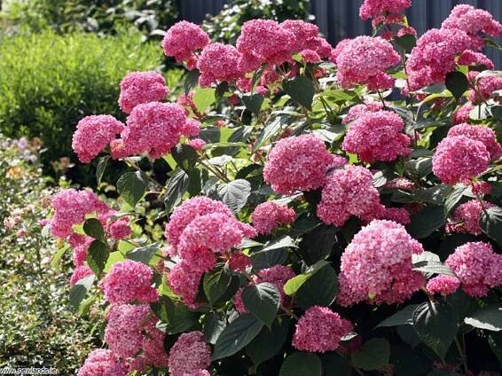 HYDRANGEA ARBORESCENS 'PINK ANNABELLE' HORTENZIE Kód výrobce HORTENSJA