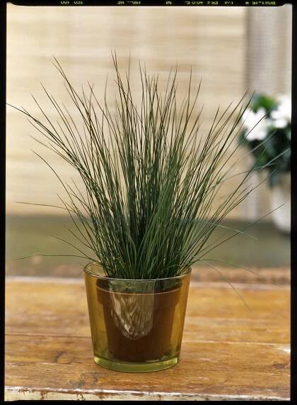 Sítina/Juncus Pencil Grass