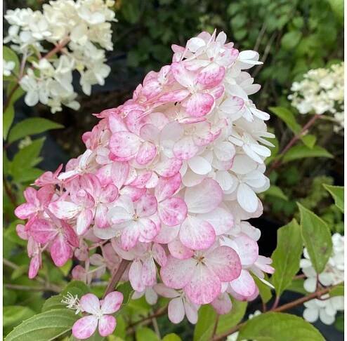 Hydrangea paniculata 'Vanille Fraise'® 'Renhy' kmínek - hortenzie latnatá - Okrasné dřeviny Ing. Milan Žižka