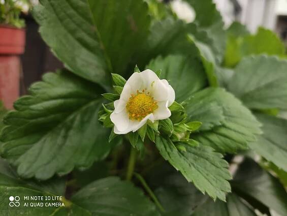 Fotografie pořízená smartphonem Xiaomi Mi Note 10 Lite