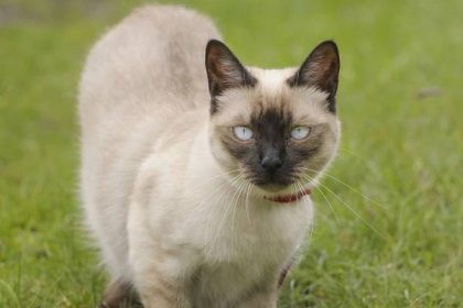 Siamská kočka: královna mezi kočičími plemeny
