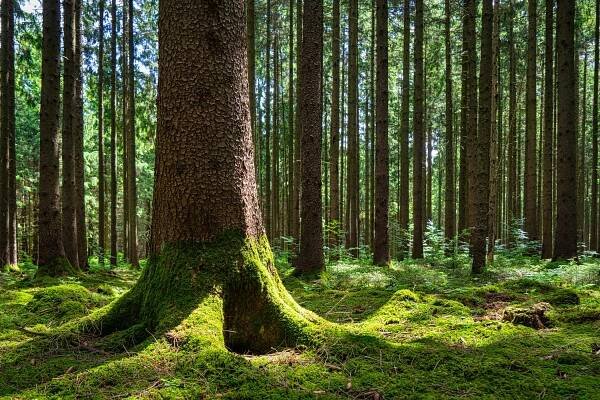 На коре дерева зеленый лишайник