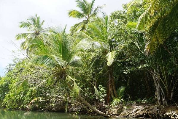 Dominica | Sailyacht NEREUS