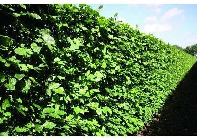 Habr obecný - předpěstovaný živý plot - Carpinus betulus - předpěstovaný živý plot, Papírový box