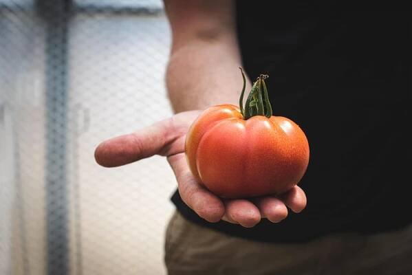 Velké rajče | Farma Ráječek