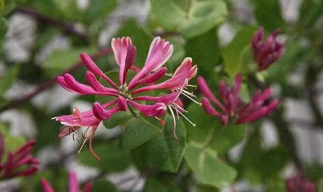 Feuer-Geißblatt (Lonicera x heckrottii)