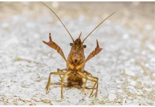 Crawfish