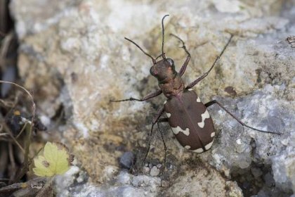 Rydzi: Coleoptera | Cicindela sylvicola - svižník lesomil 