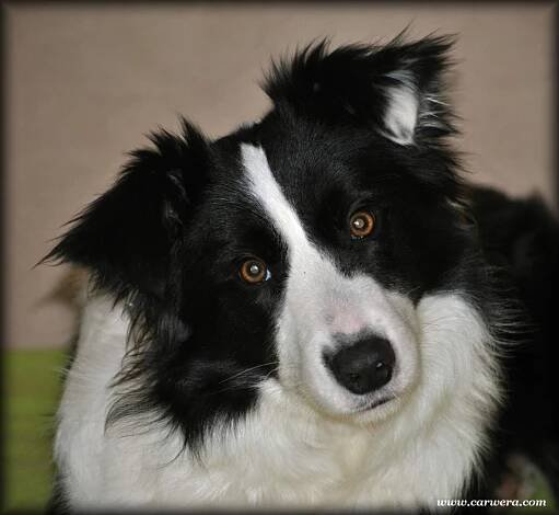 Arwen Black Carwera | Kennel Crony Forever
