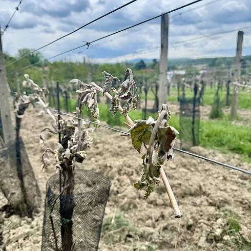 Mráz spálil révu netypicky. Škody ve vinicích přesahují dvě miliardy