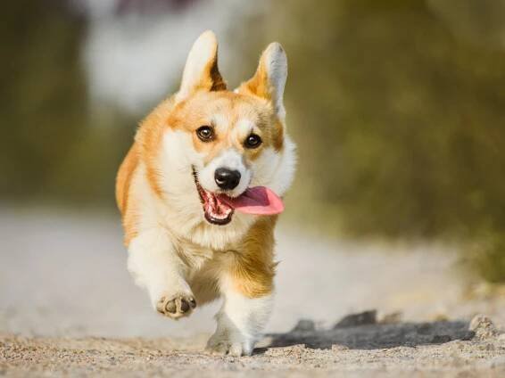 legrační tvář velšský corgi pembroke běží s jazykem ven - pes velškorgi - stock snímky, obrázky a fotky