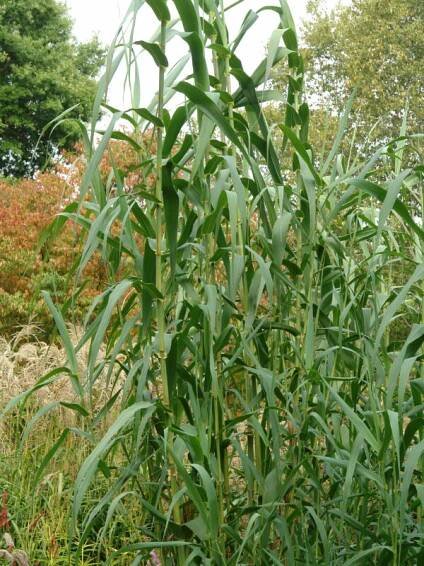 Arundo donax